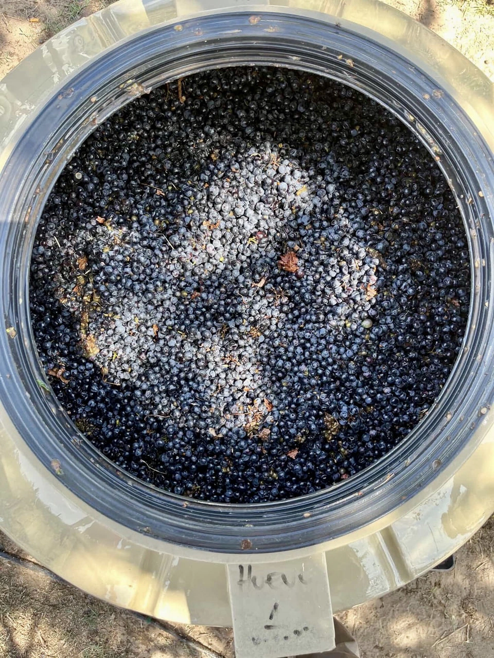 ぶどうを破砕する前。この後発酵（マセラシオン）。